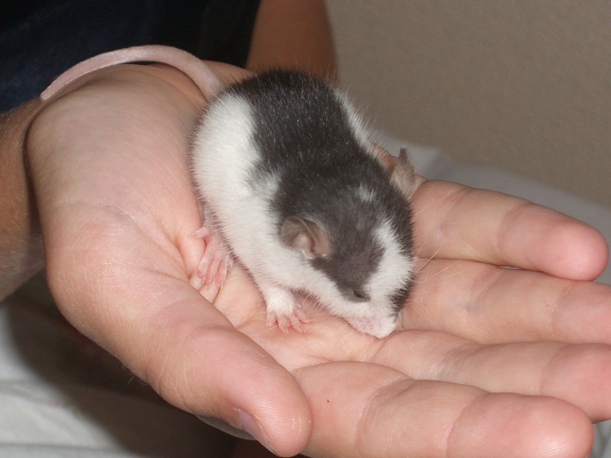 Проект про крыс порода хаски