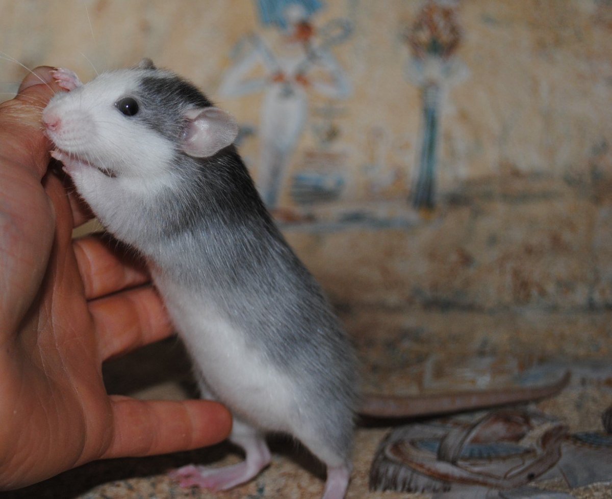 Крыса породы Дамбо