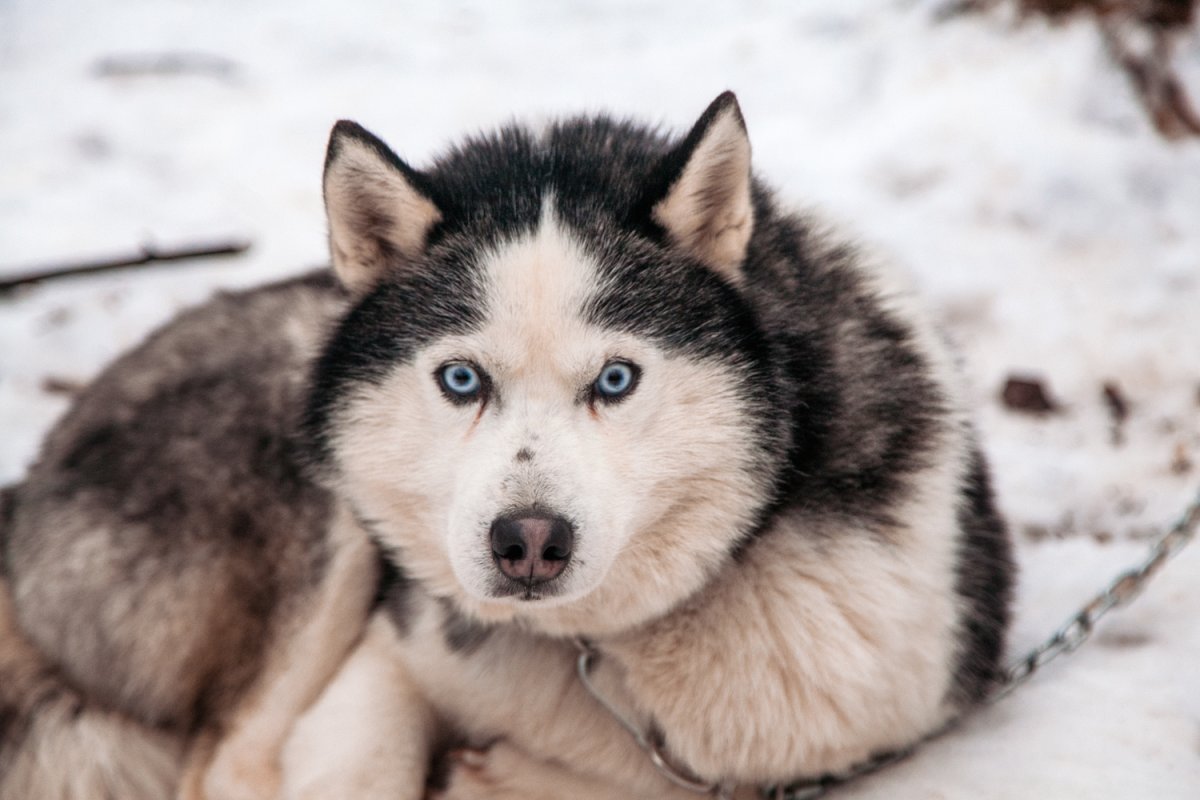 Хаски коричневые крысята маленькие