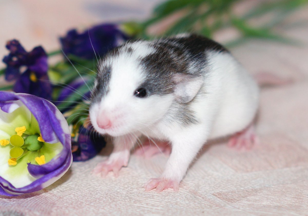 Милые Грызуны домашние