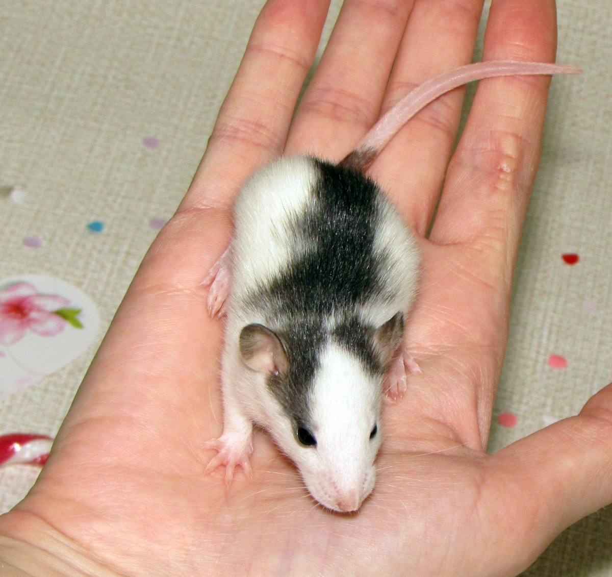 Крысы породы хаски