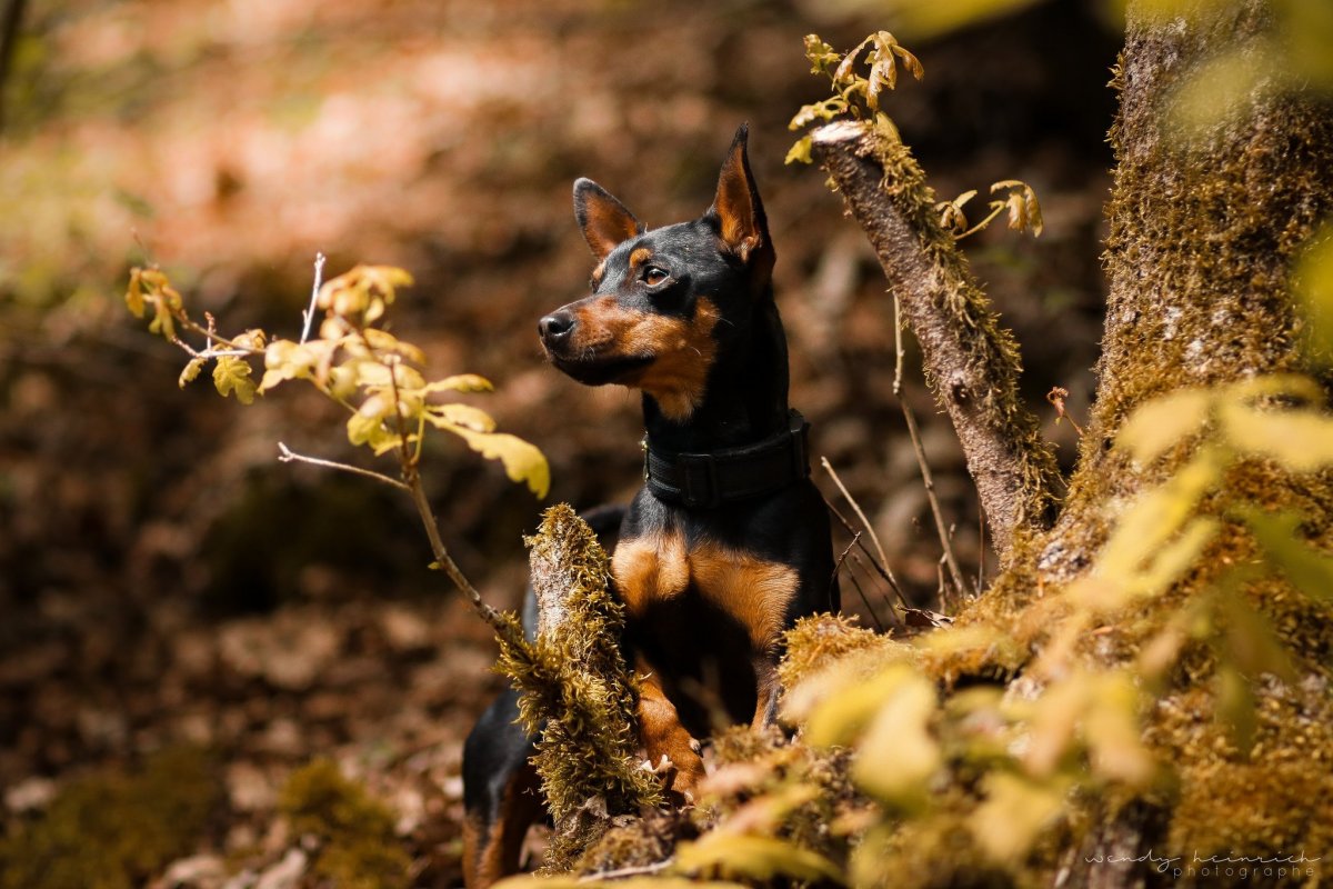 Пинчер Цвергпинчер