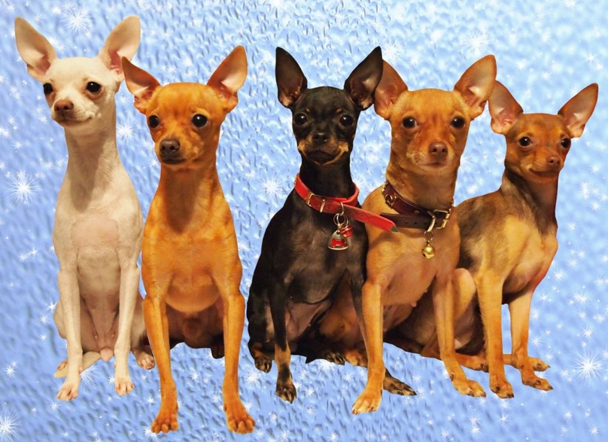 Русский той терьер гладкошерстный