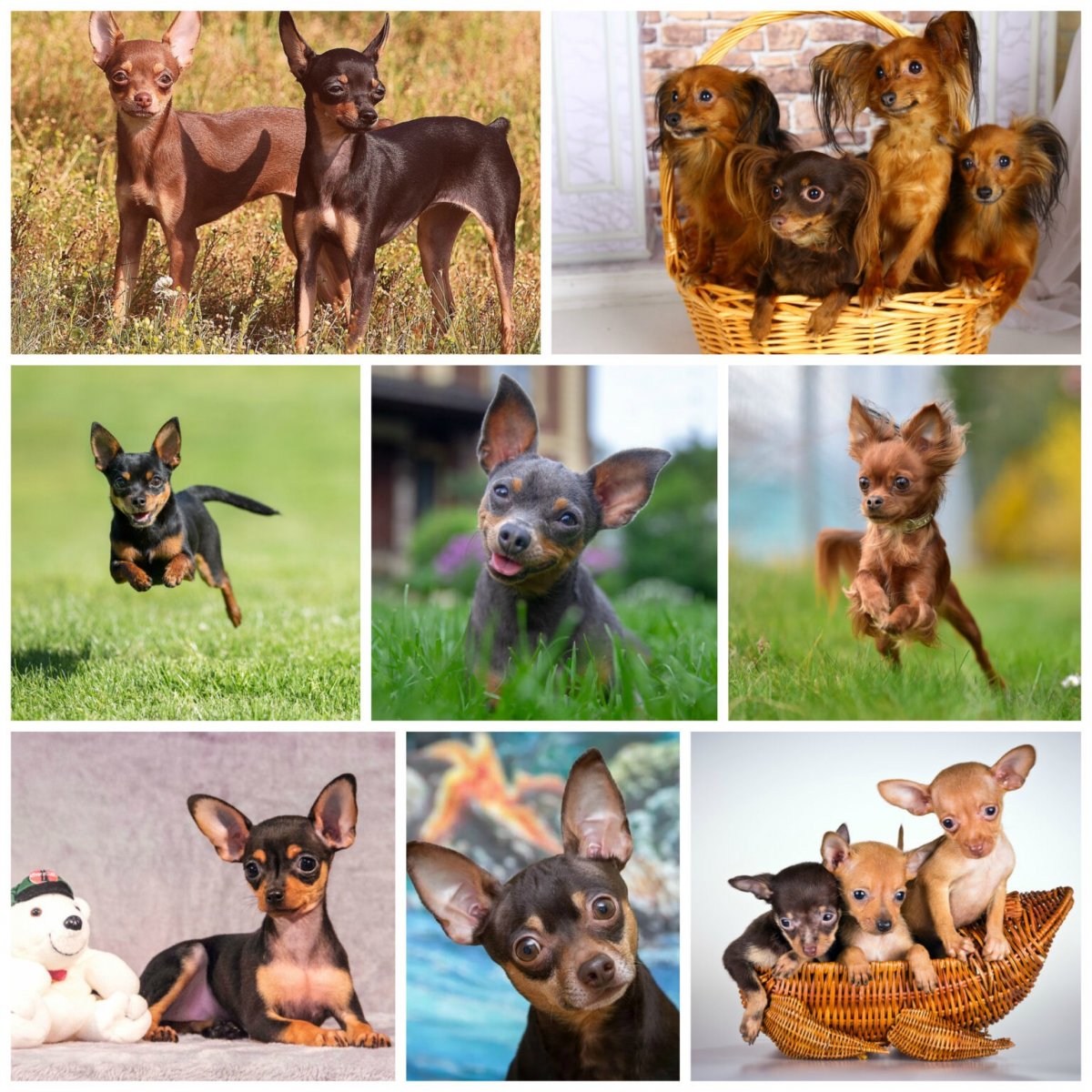 Пражский крысарик ратлик