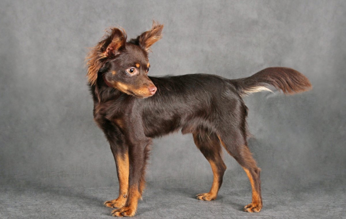 Порода Пражский крысарик