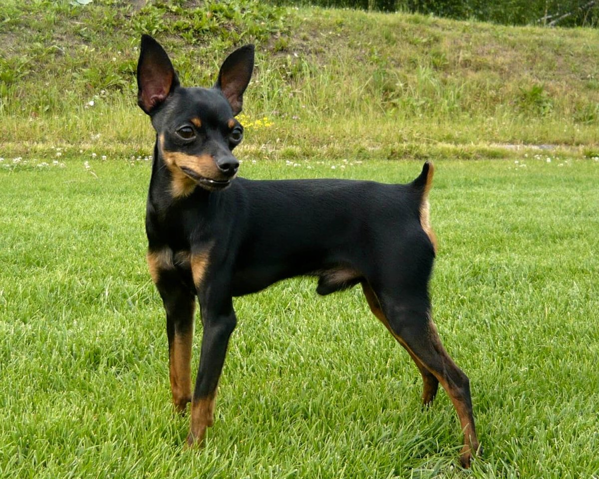 Пинчер карликовый гладкошерстный