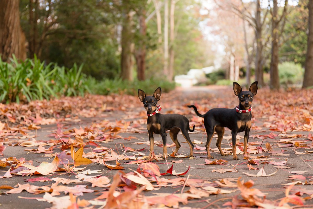 Анатомия русского тоя