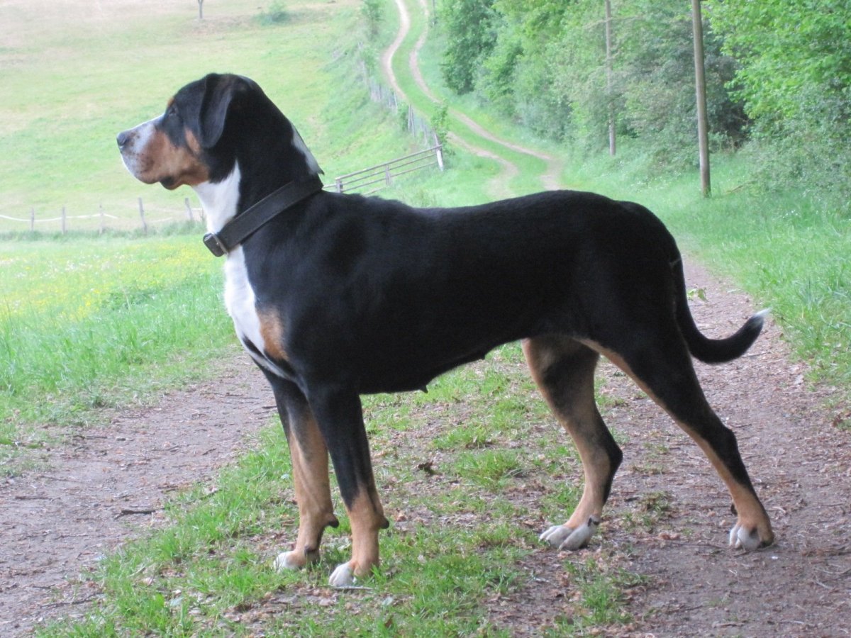 Порода собак ротвейлер