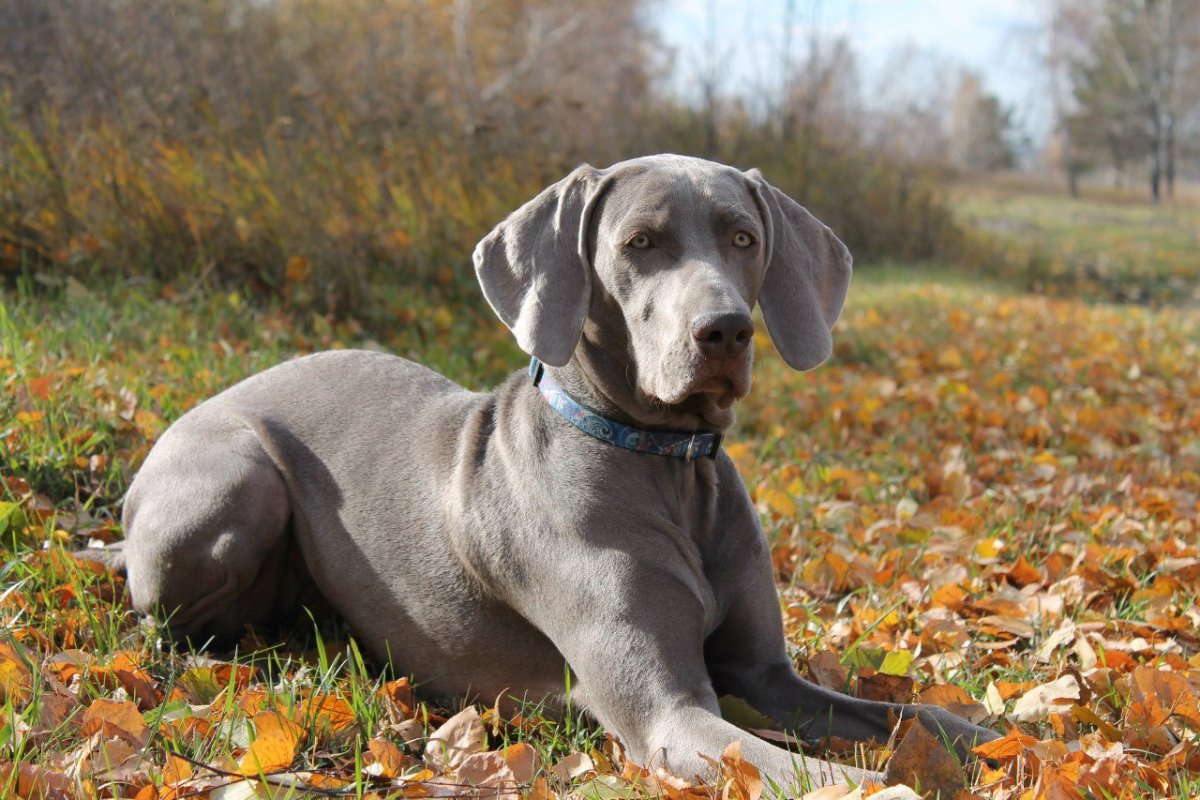 Высокая гладкошерстная собака дог