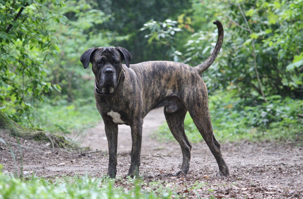 Большая гладкошерстная собака