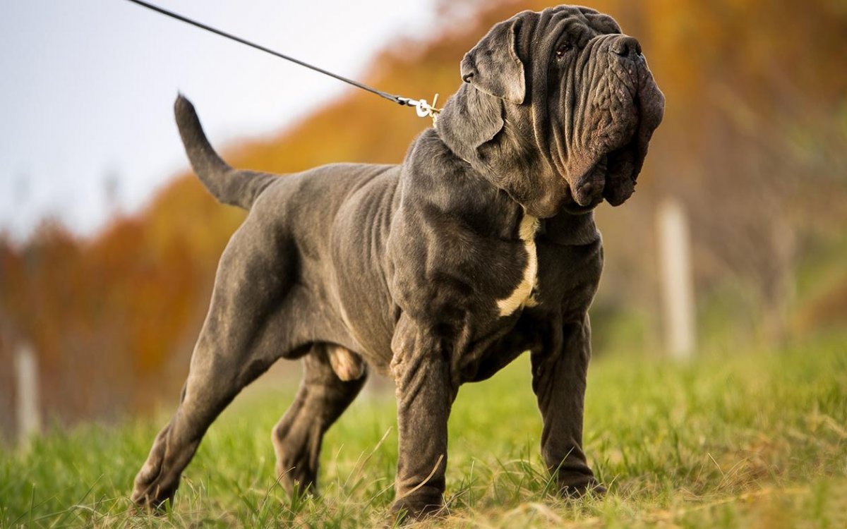 Уругвайский дог