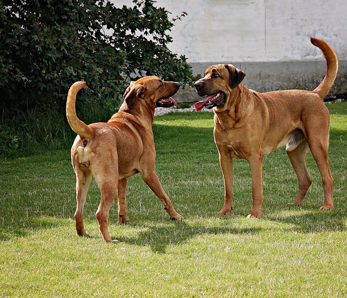Королевский дог Зевс