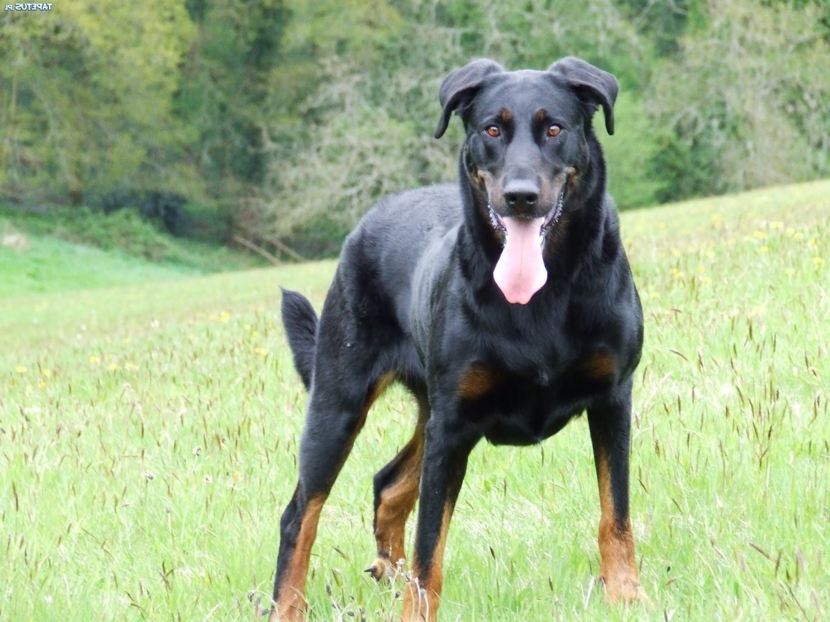 Ходовые породы собак