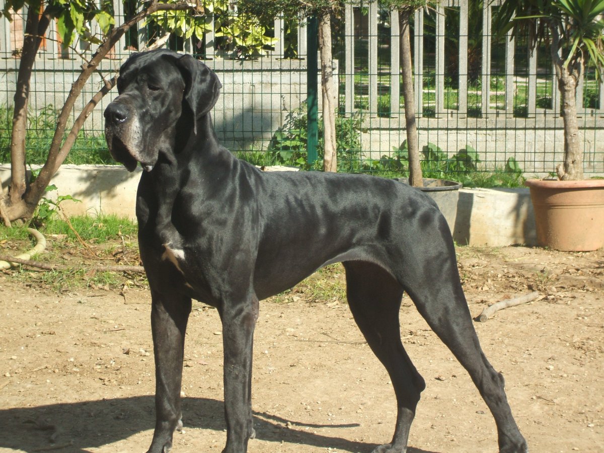 Черно-подпалый кунхаунд