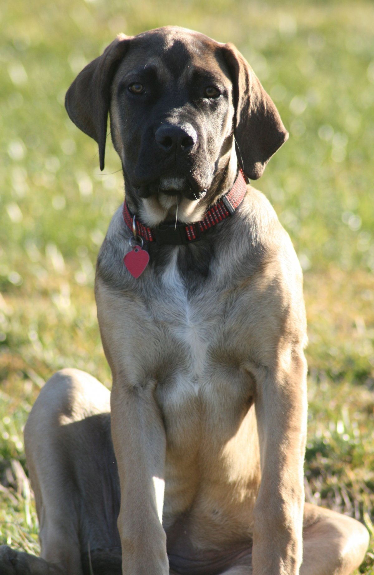 Гончая Веймаранер