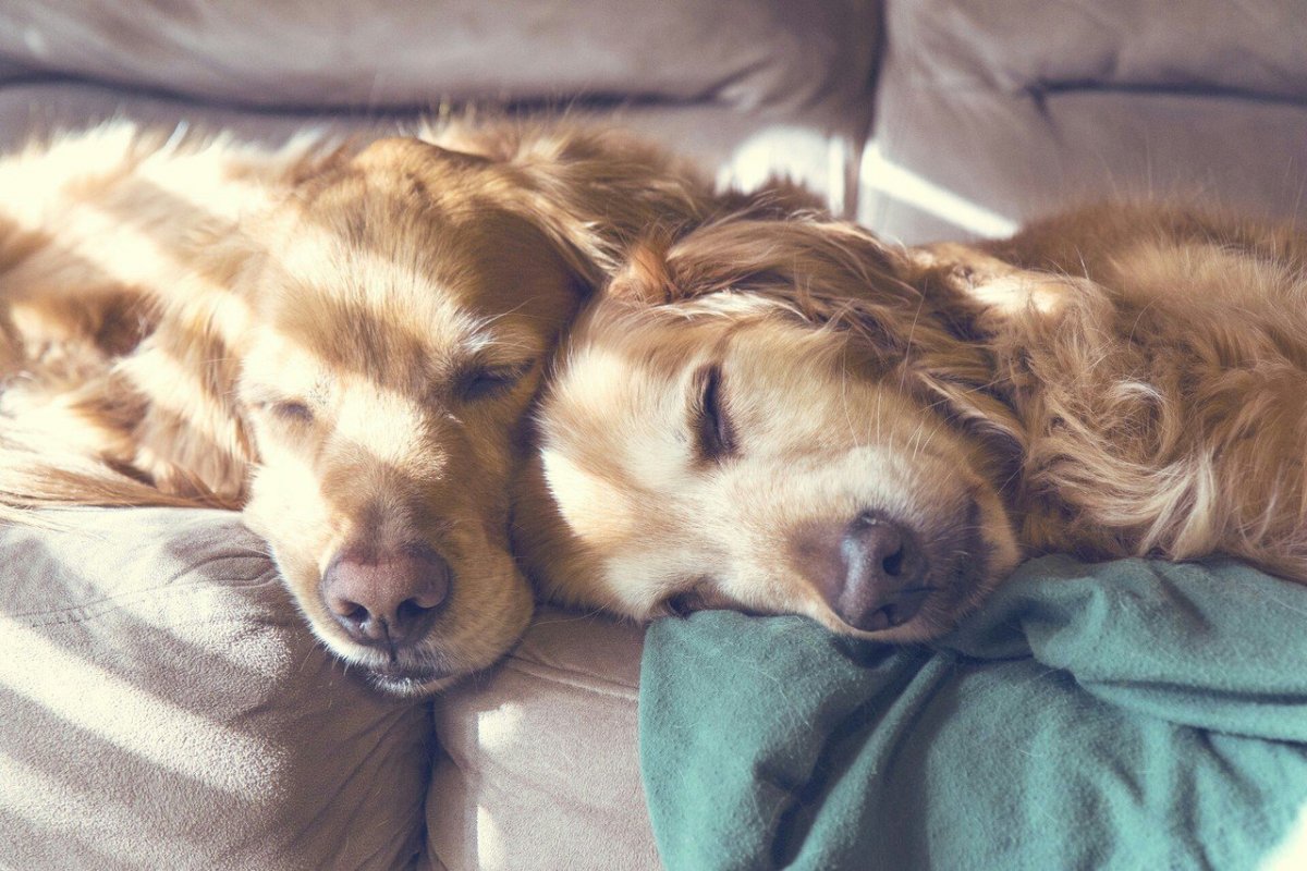 Милые щенки спят