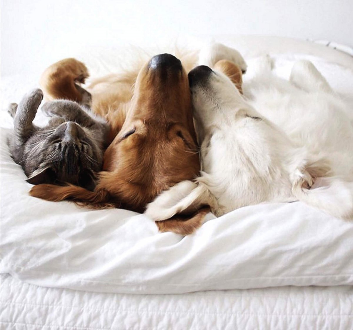 Доброе утро собачки и кошечки