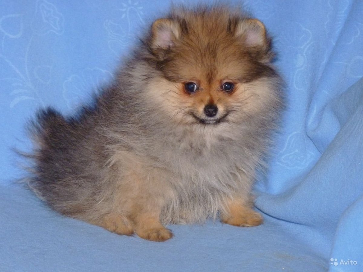 Малый немецкий шпиц щенок