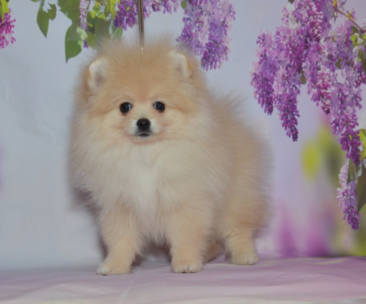 Лапландский шпиц щенок