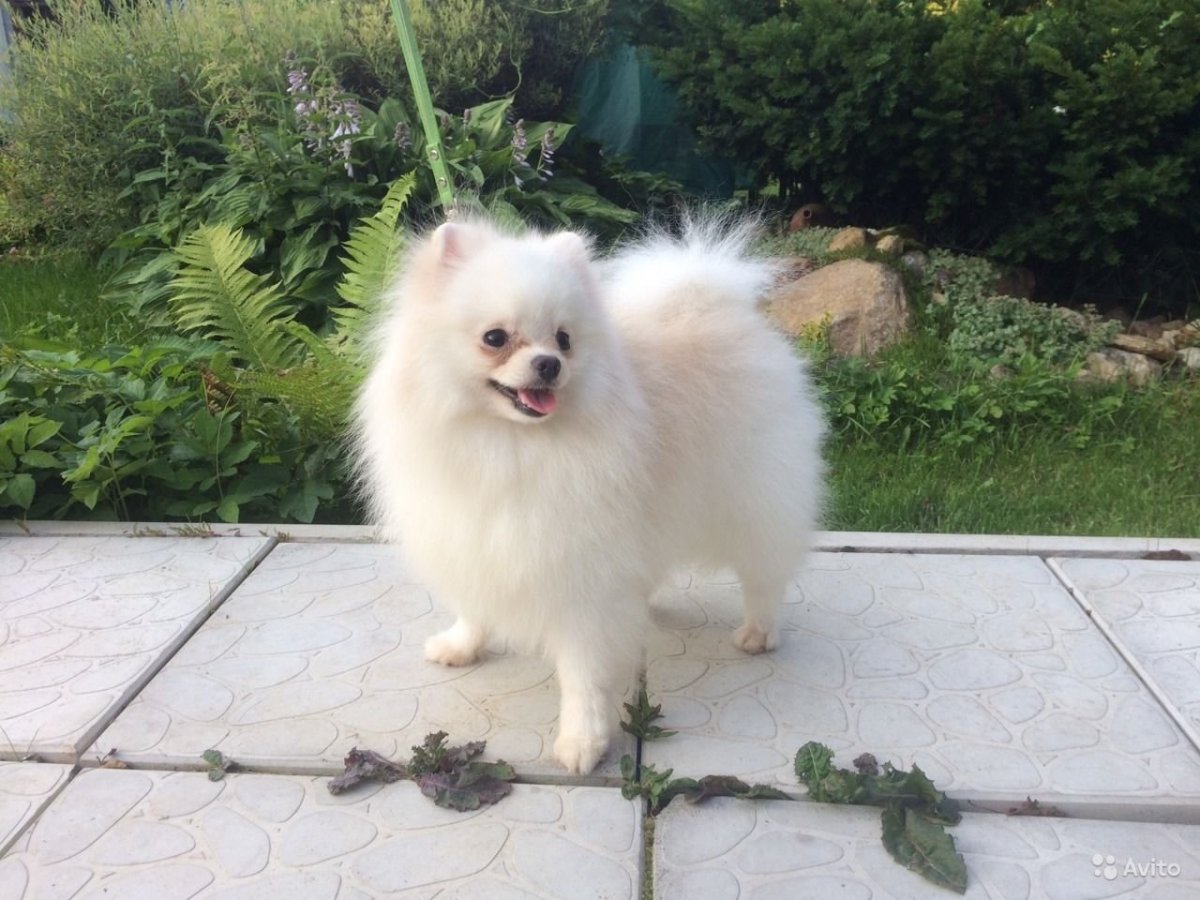 Шпиц померанский светлый