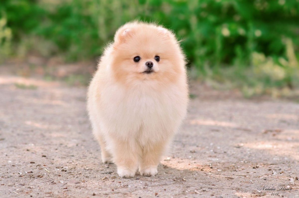 Шпиц окрас крем