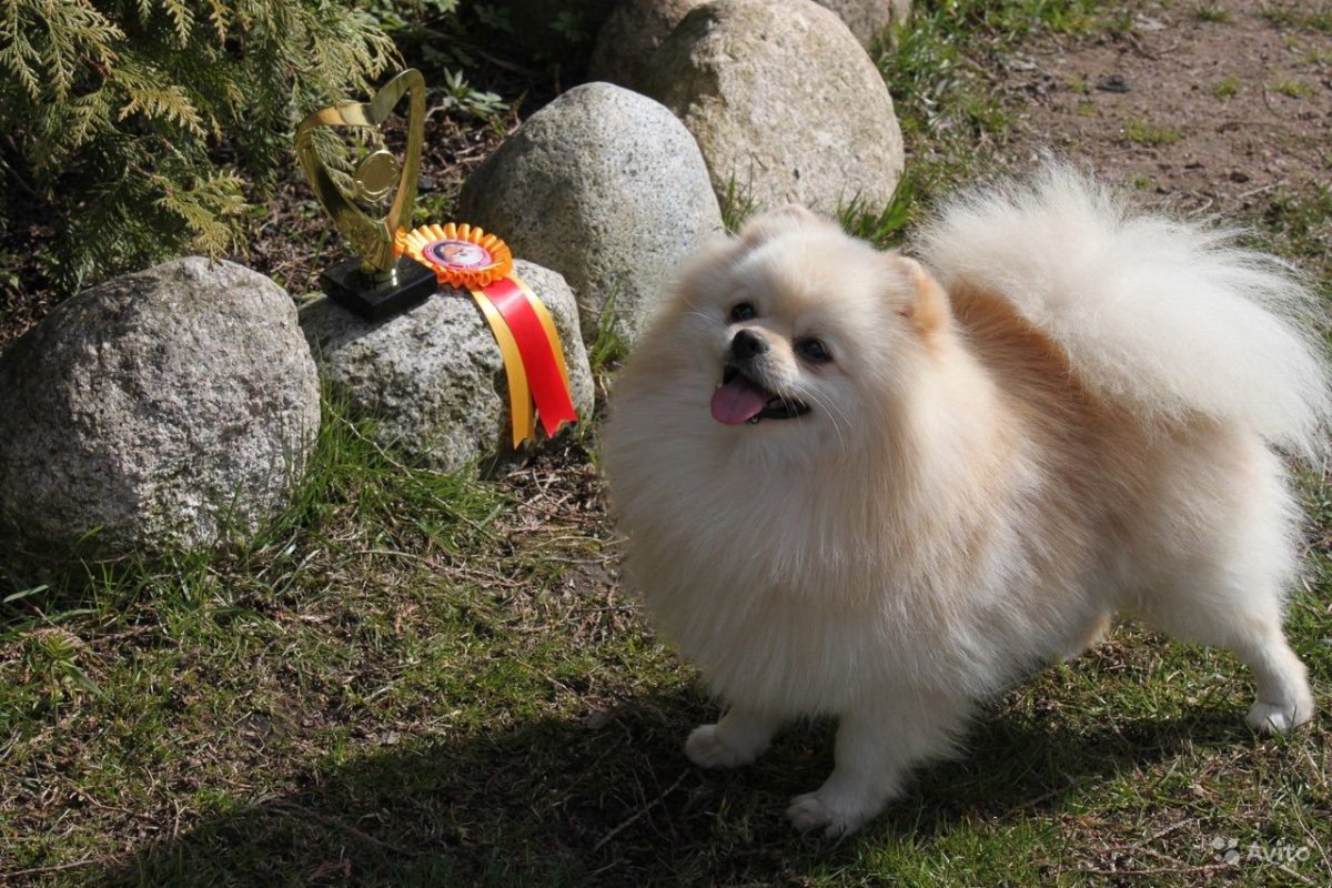 Померанский шпиц кремовый