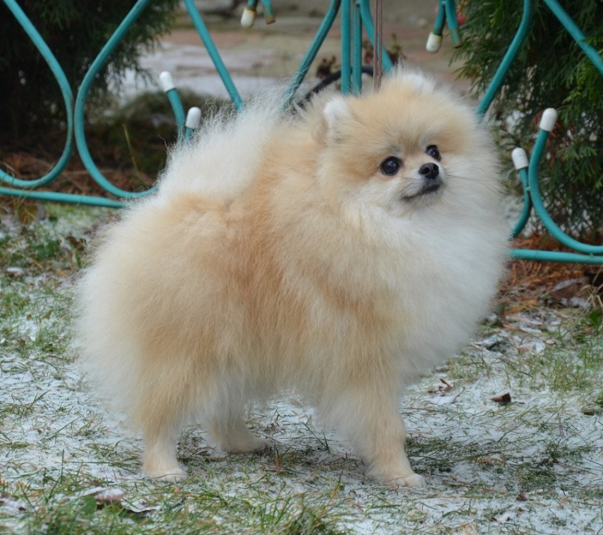 Померанский шпиц рыжий Соболь