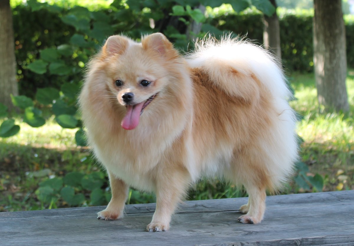 Шпиц окрас оранж