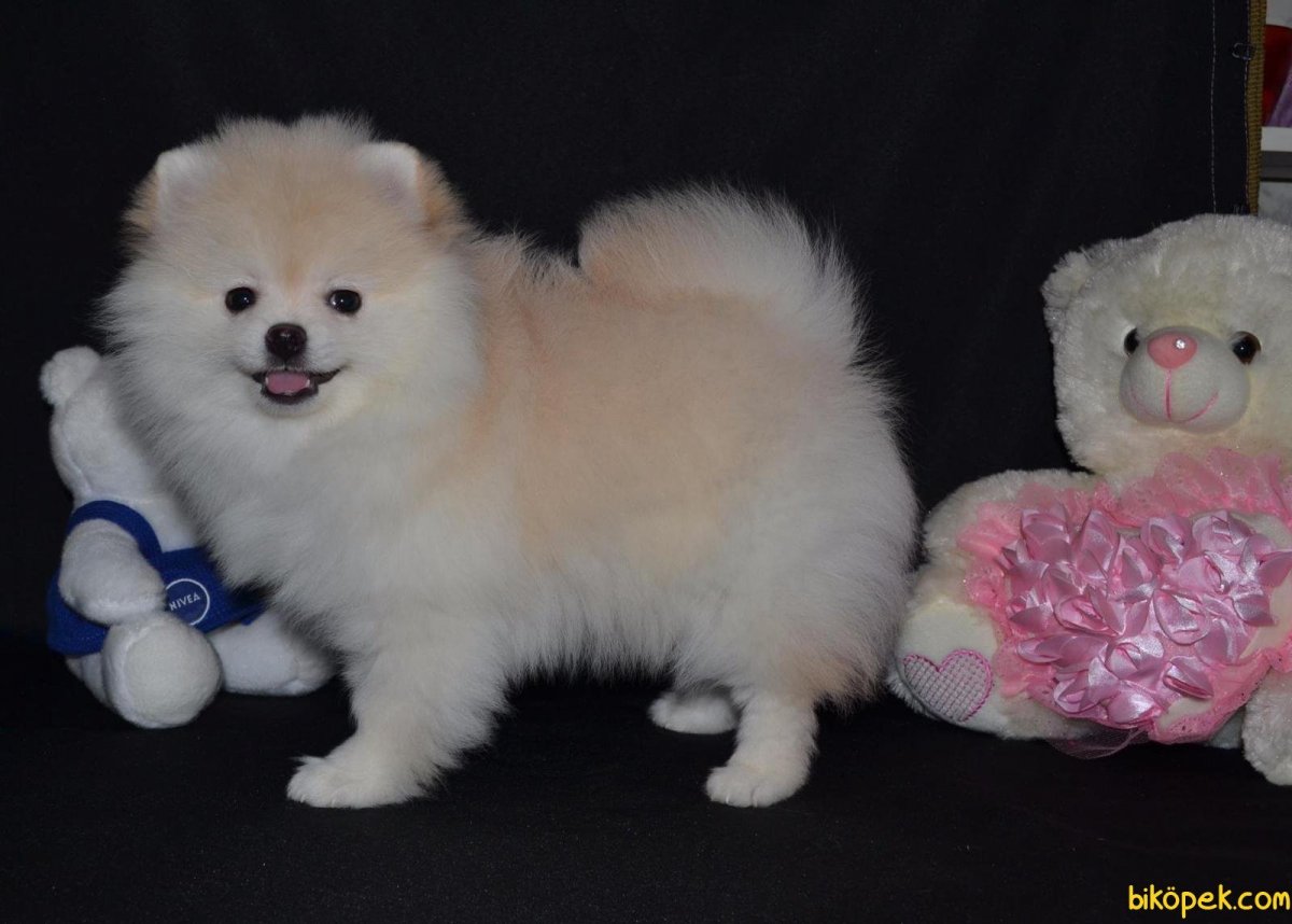 Померанский шпиц окрасы