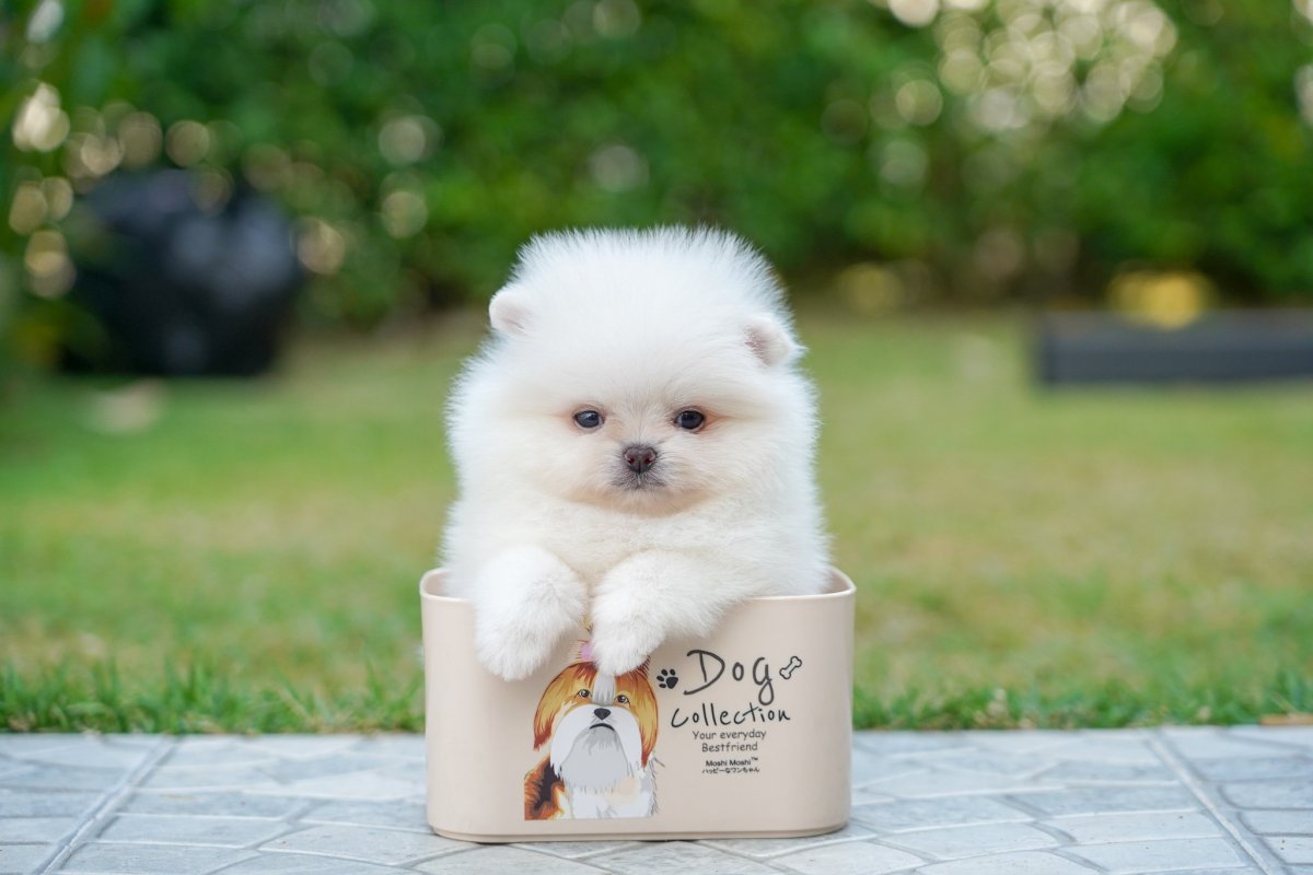 Померанский шпиц крем Соболь