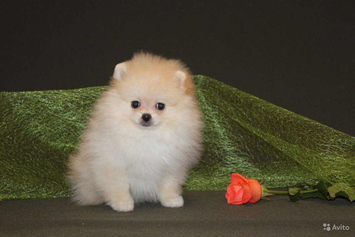 Померанский шпиц кремовый