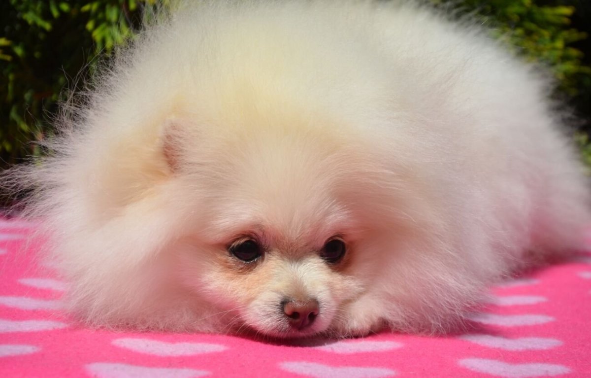 Померанский корги