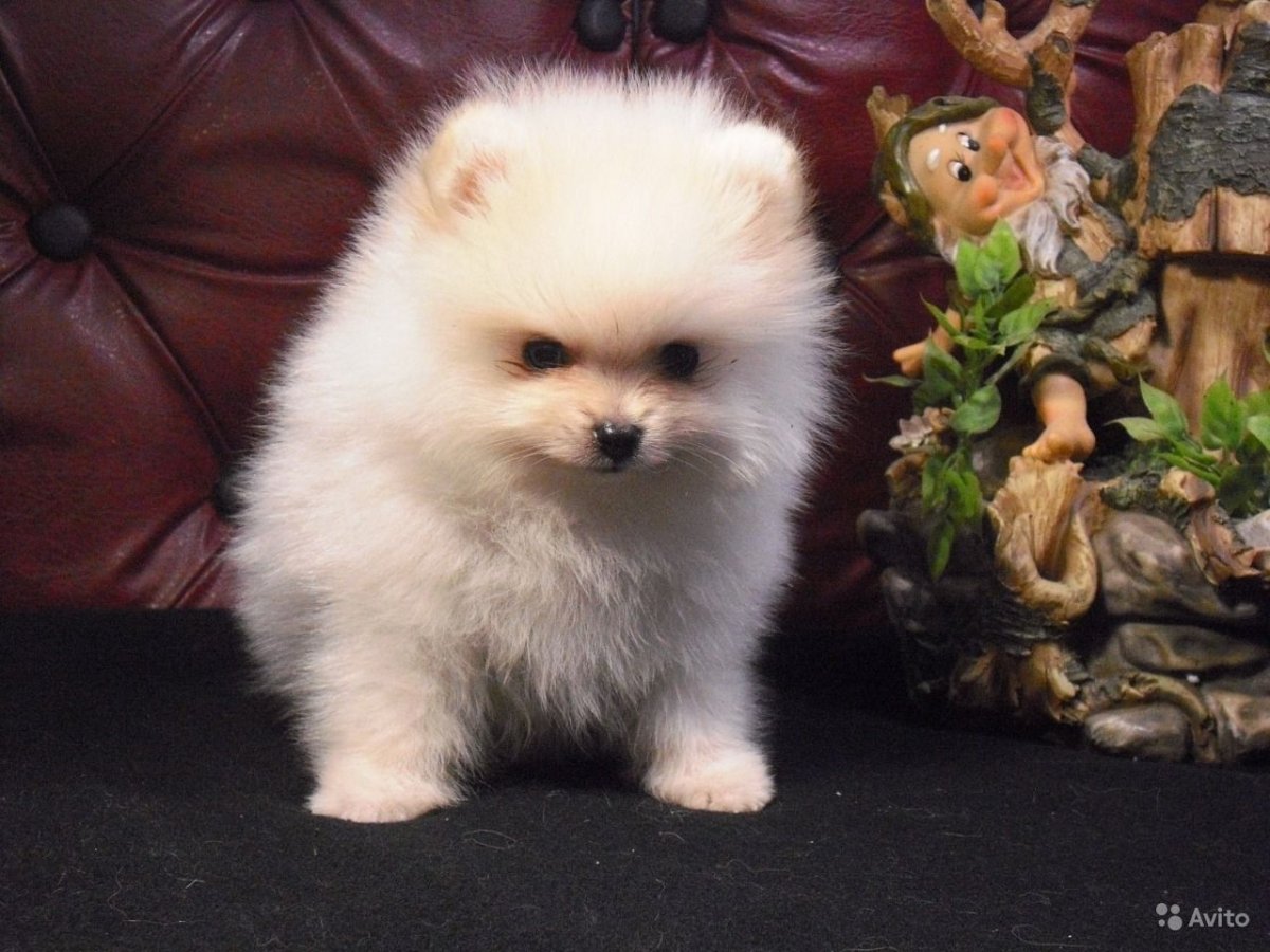 Немецкий шпиц кремовый