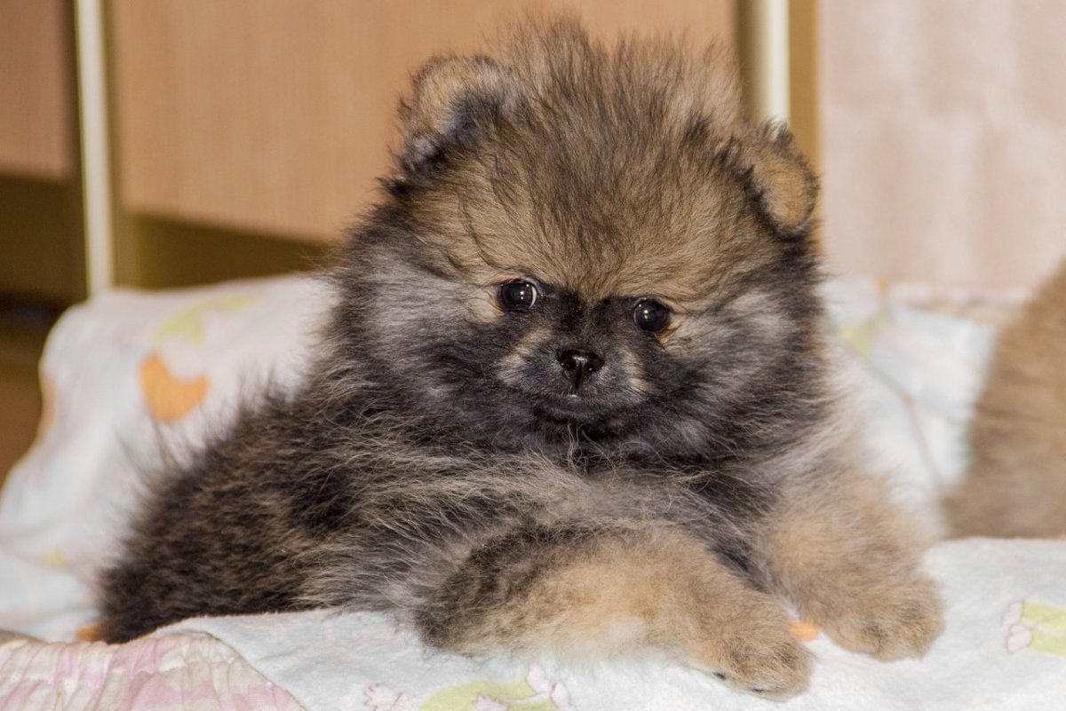 Шпиц померанский карликовый