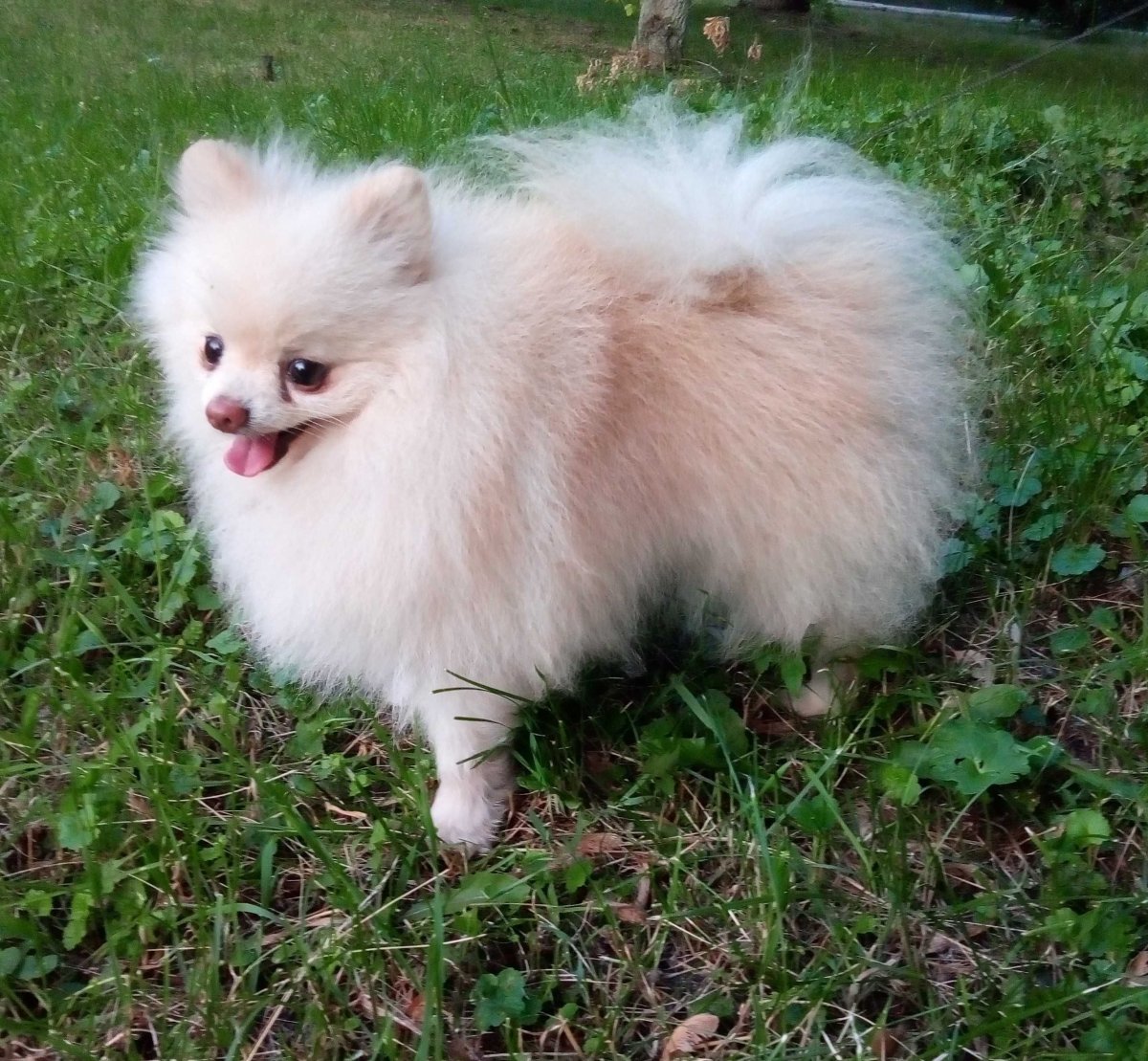 Шпиц оранж Соболь