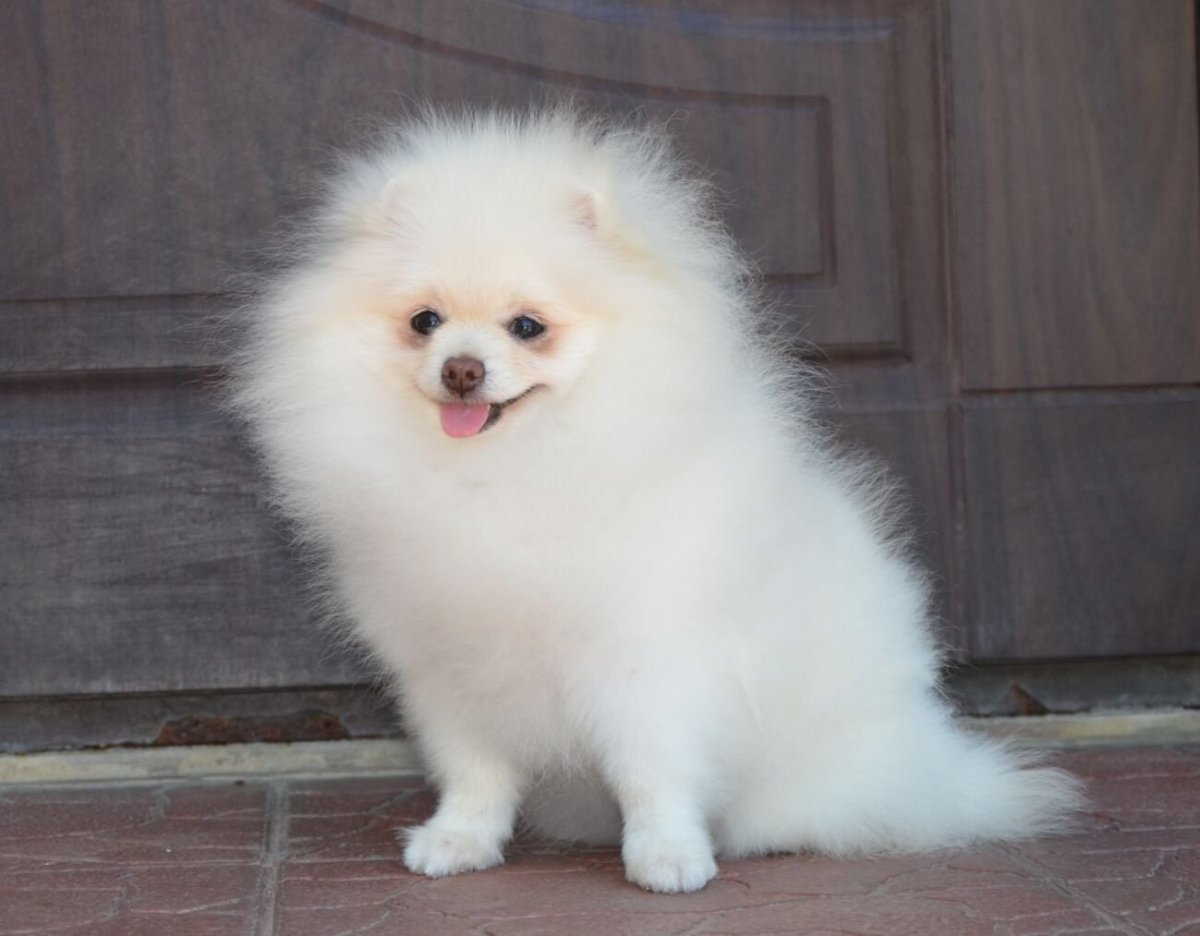 Померанский шпиц мини