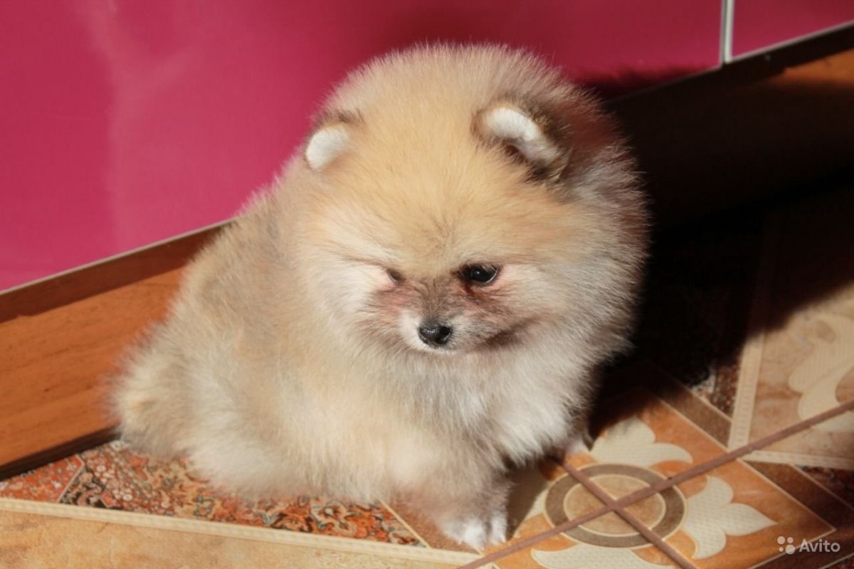 Шпиц померанский медвежьего белый щенок