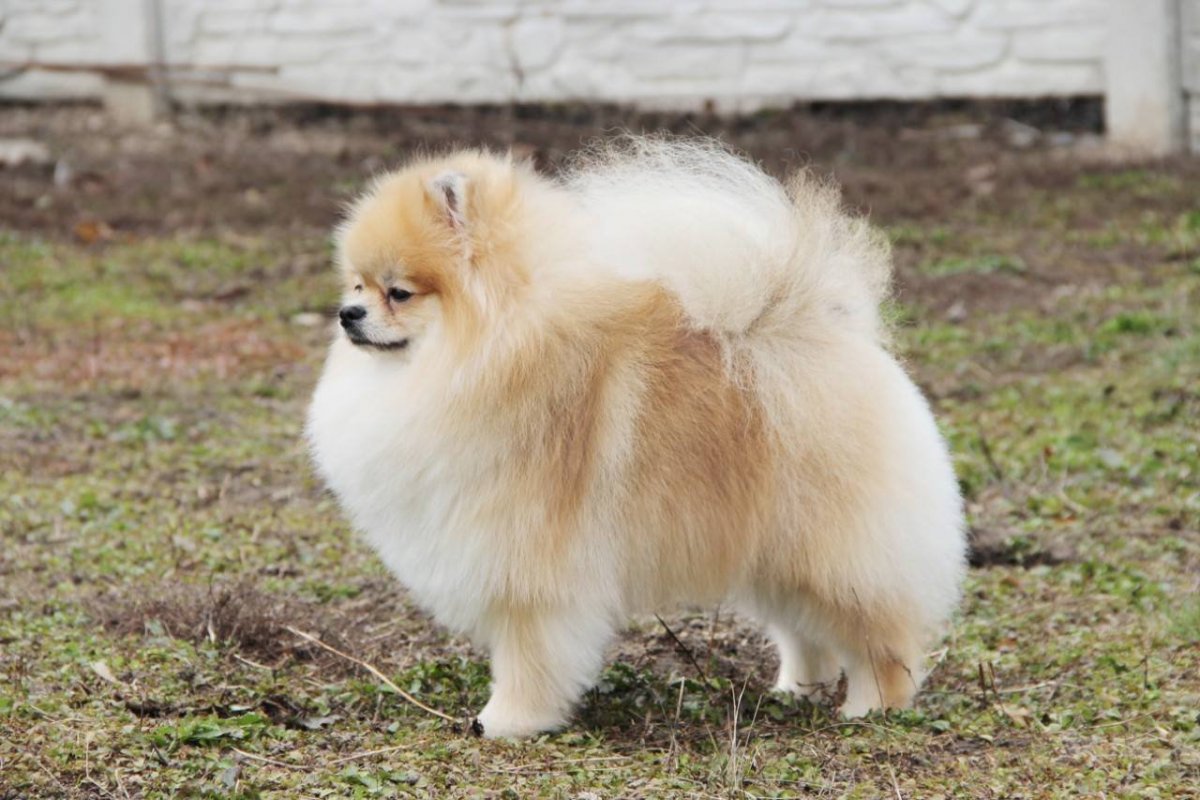 Все Шпицы большие Рыжик