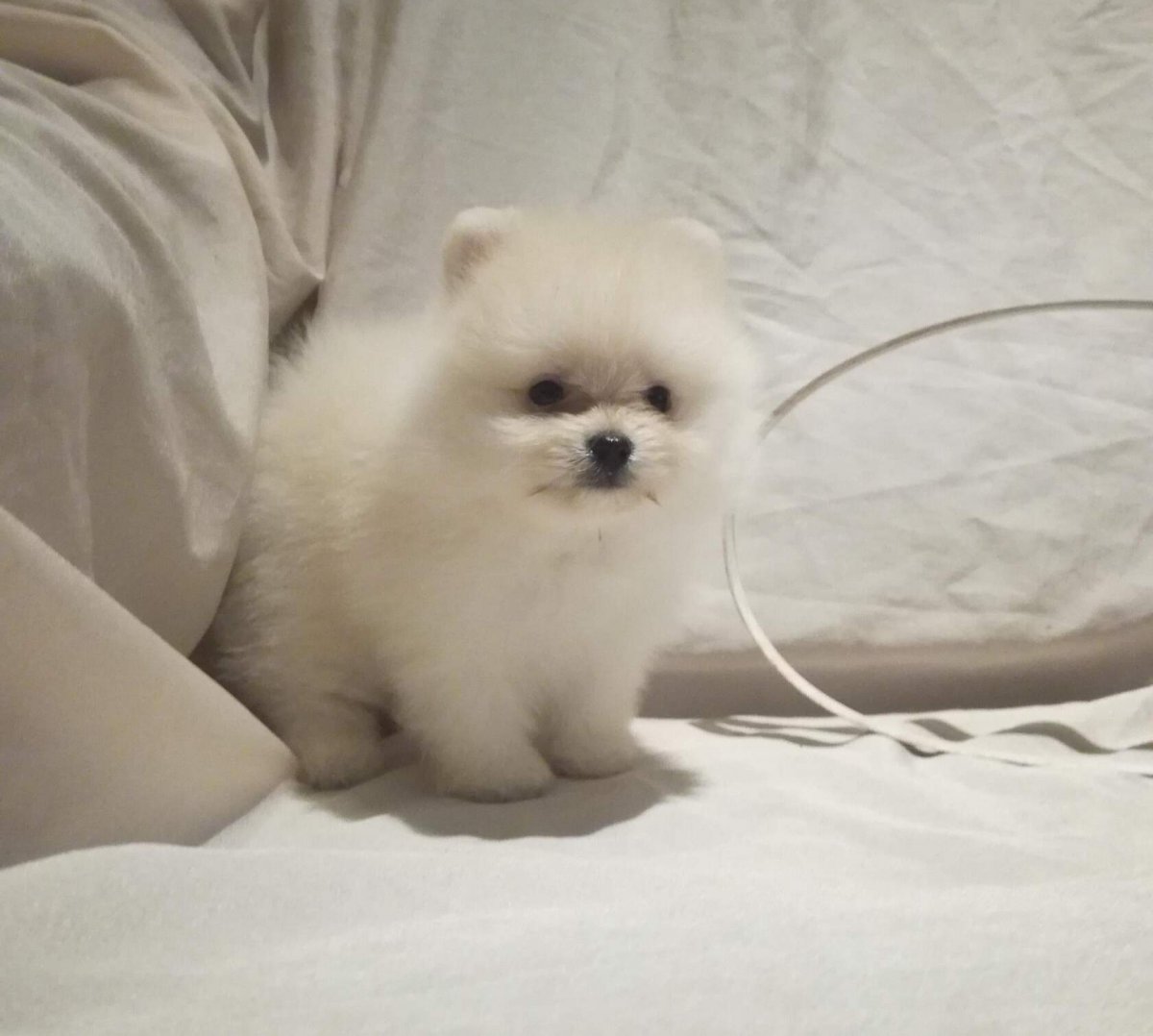 Померанский шпиц Блю Мерль