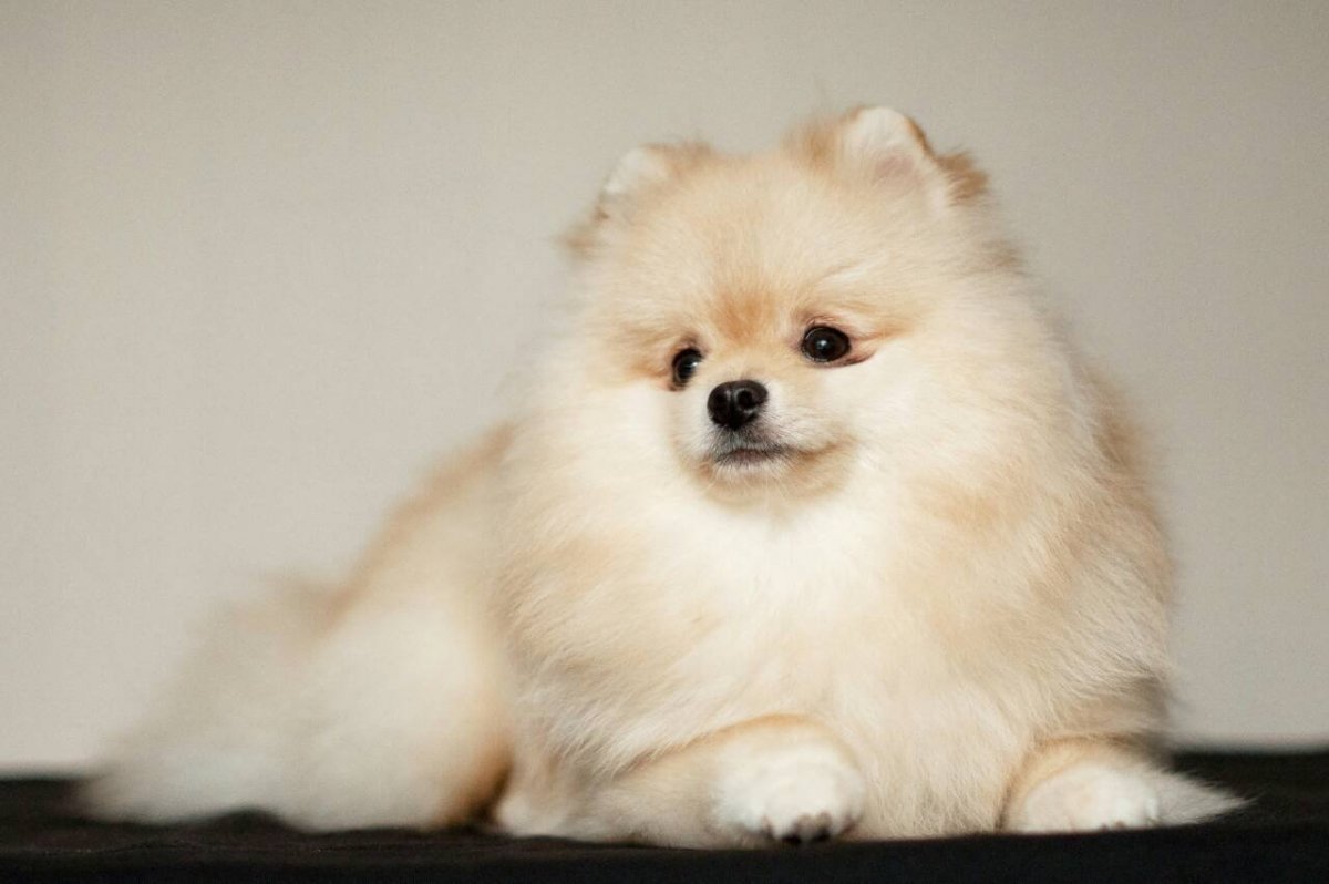 Малый немецкий шпиц кремовый