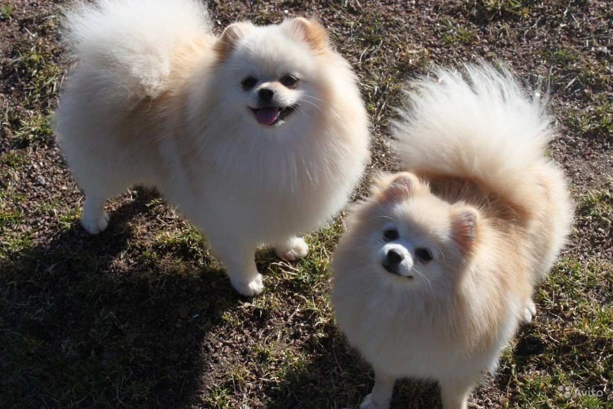 Померанский шпиц кремовый