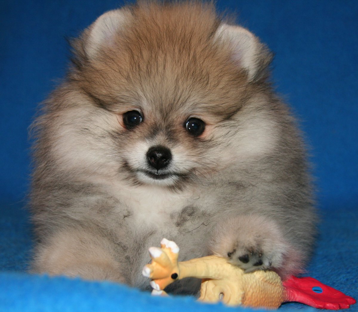 Шпиц Южно Сахалинск