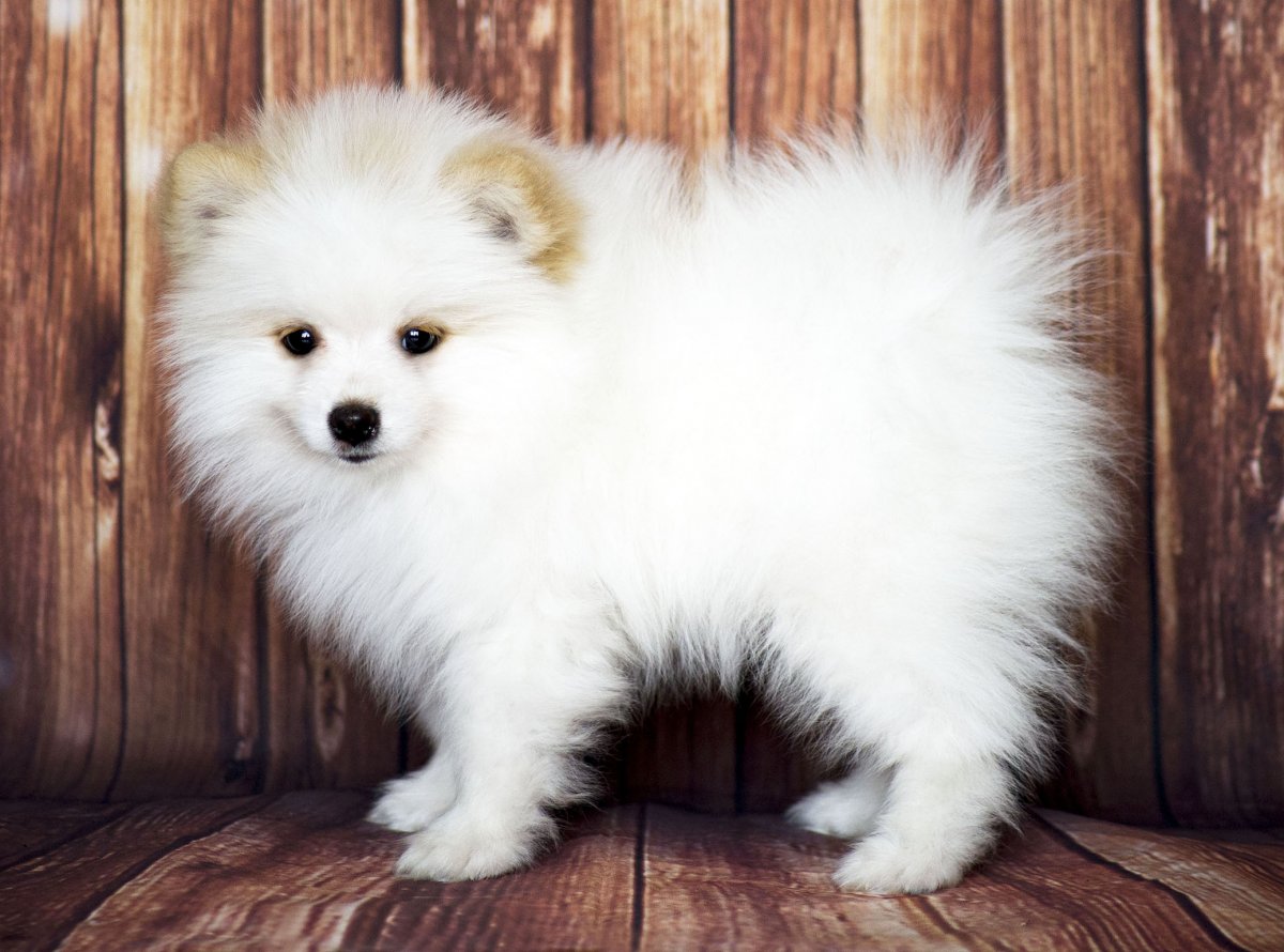 Шпиц немецкий малый персик