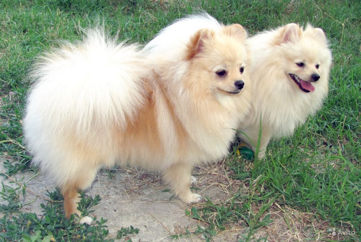 Немецкий шпиц окрас оранж