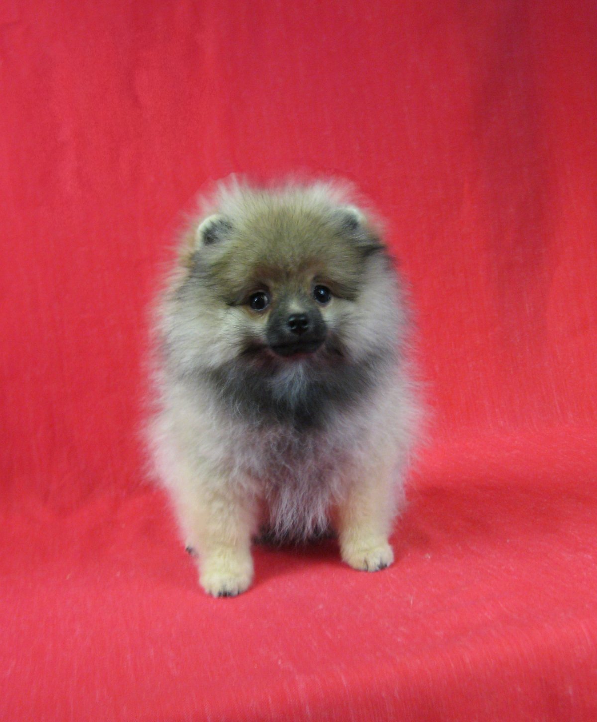 Шпиц немецкий малый