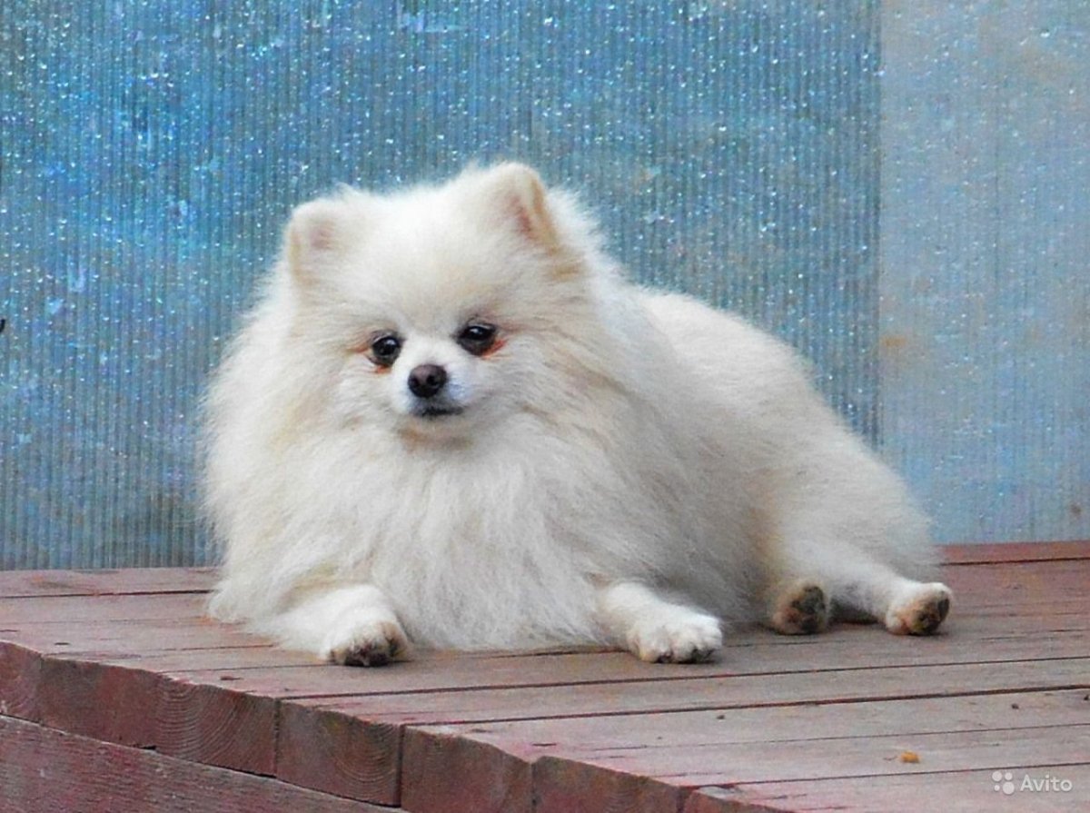 Померанский шпиц кремовый