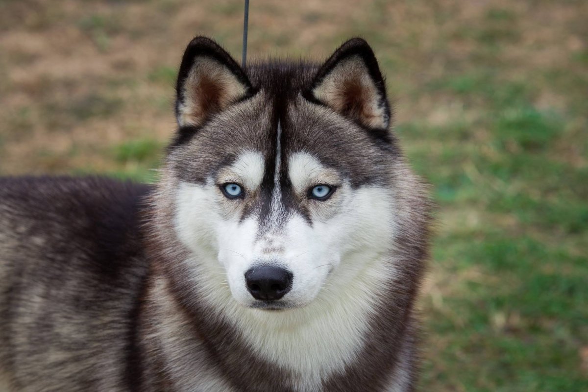 Маламут тибетский белый