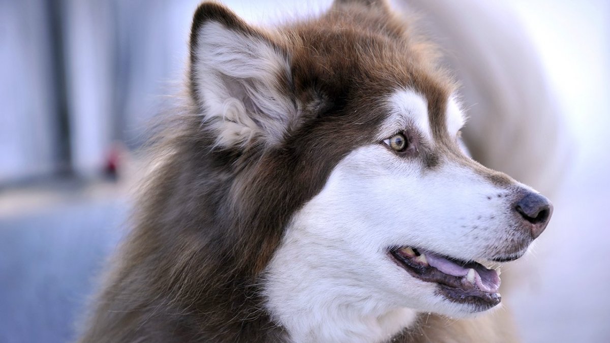 Маламут собака