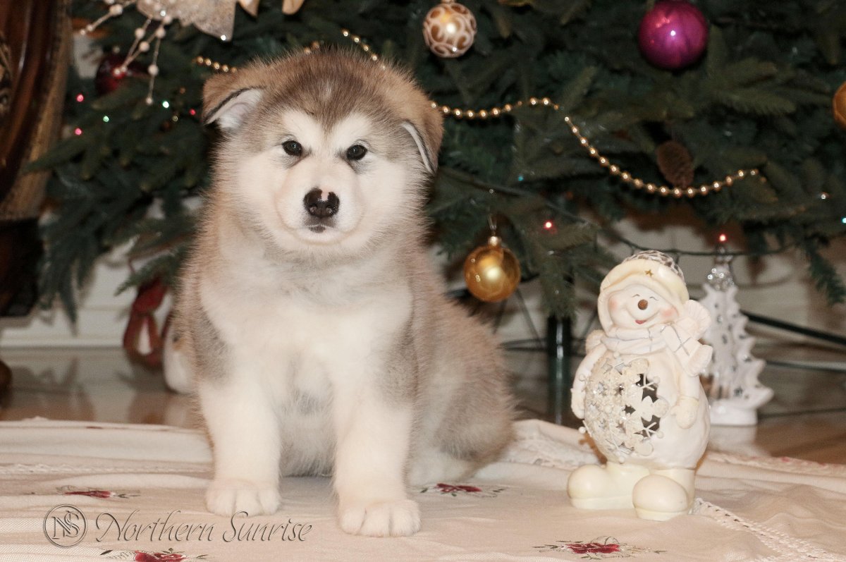 Щенки маламута свалились gif