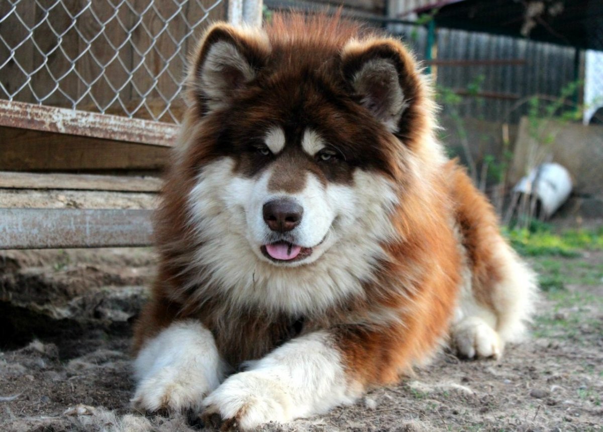 Mal Planet Ford Mustang маламут